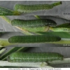 colias myrmidone larva3 volg